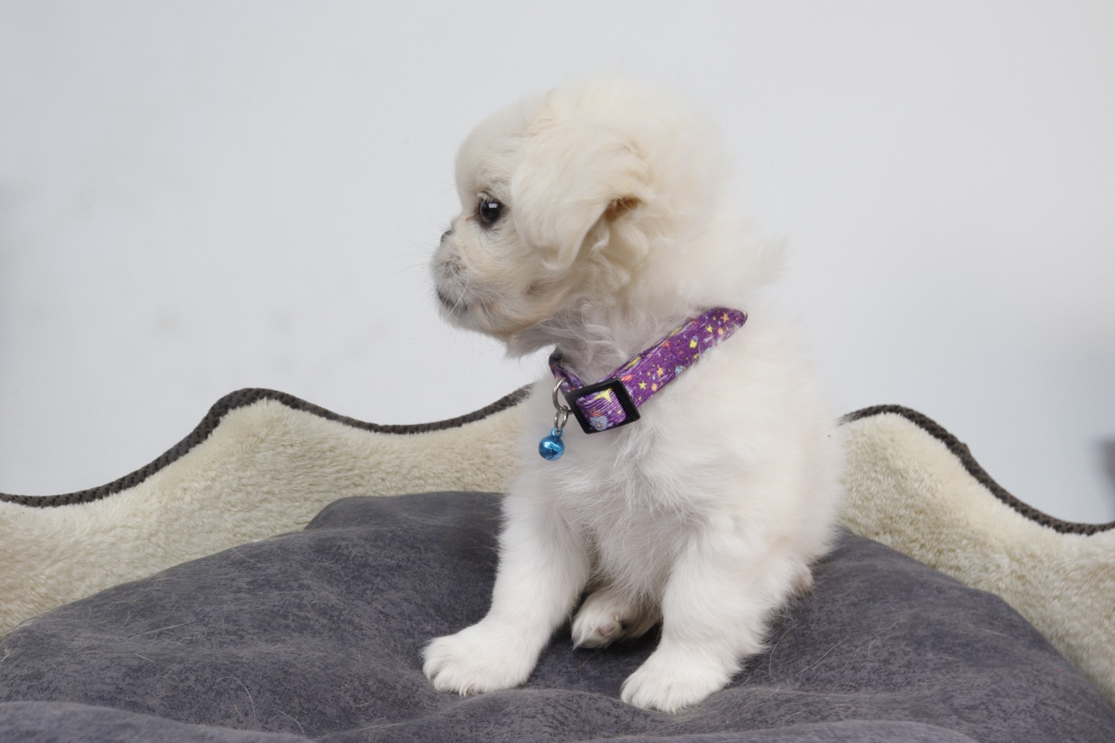 Different materials and features to look for in a high-quality dog collar