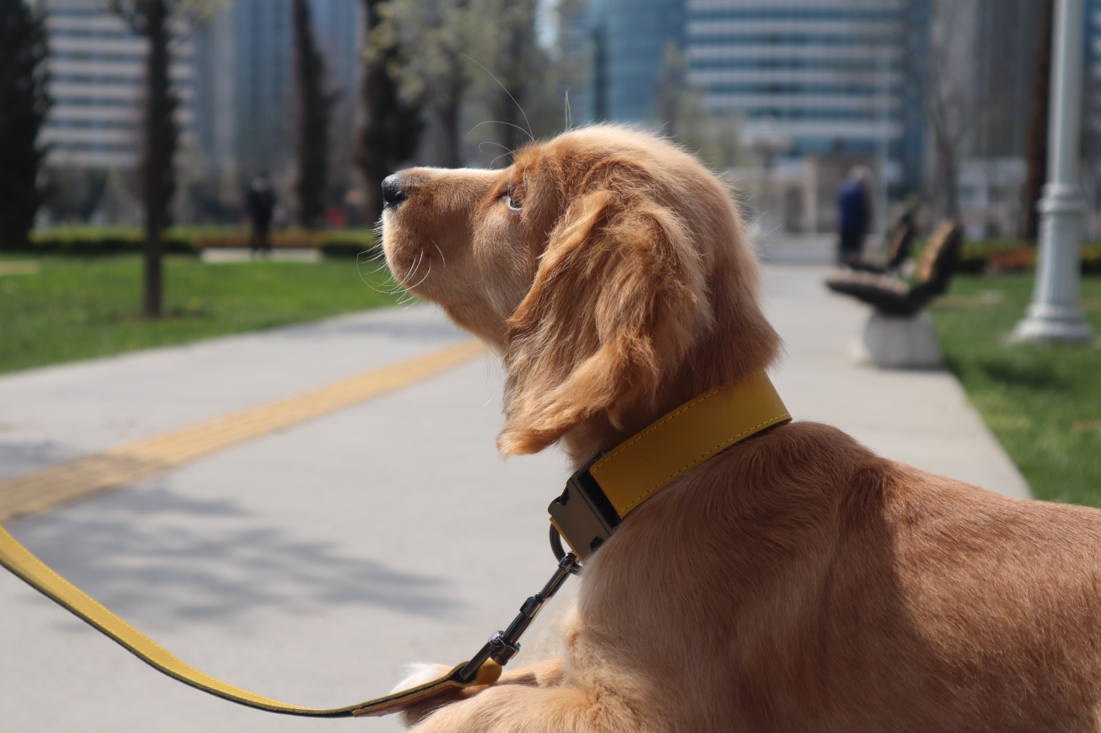 The Role of the Collar in Establishing a Sense of Routine and Boundary in Your Pet