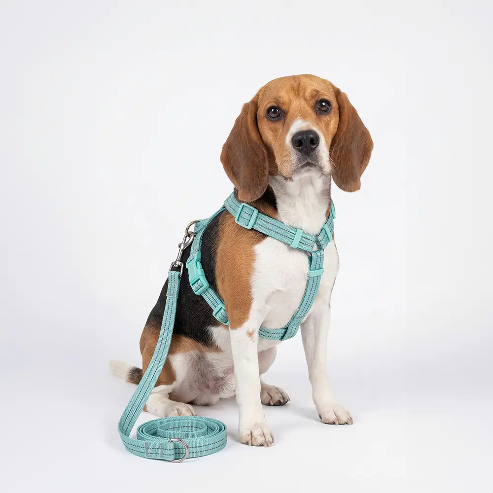 Dog Harness